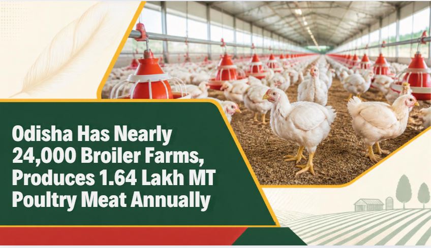 Odisha Has Nearly 24,000 Broiler Farms, Produces 1.64 Lakh MT Poultry Meat Annually